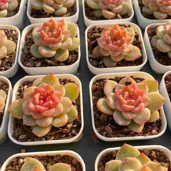 Echeveria Yunduo - Image 6