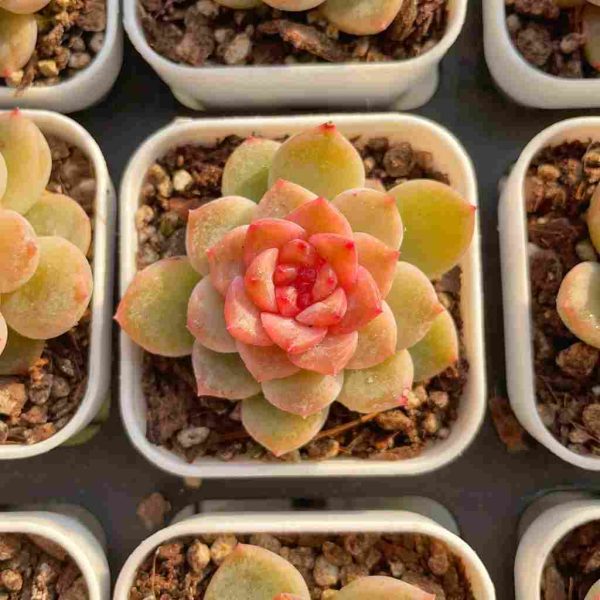 Echeveria Yunduo - Image 5