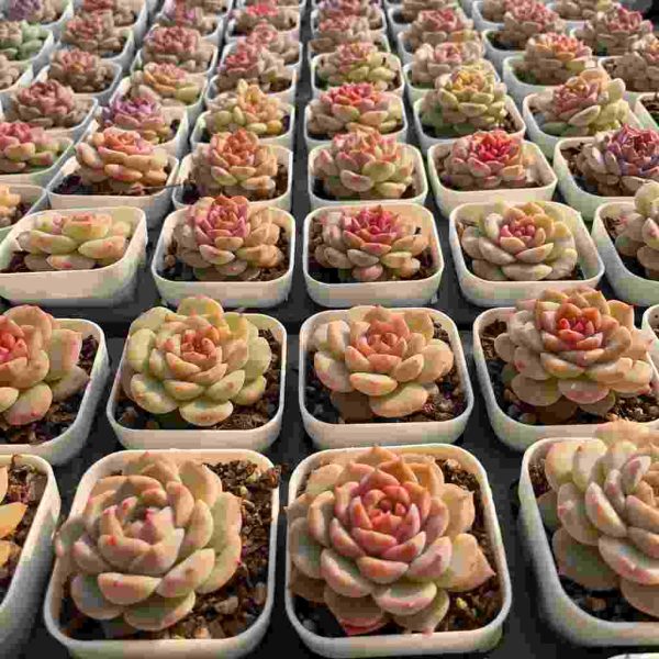 Echeveria Weixun - Image 6