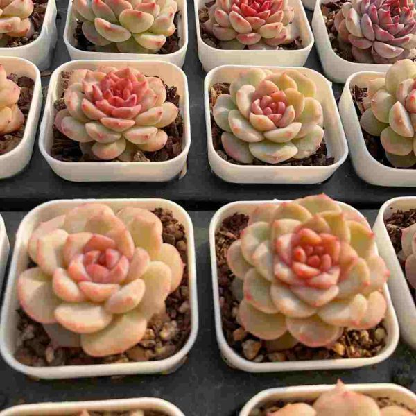 Echeveria Weixun - Image 5