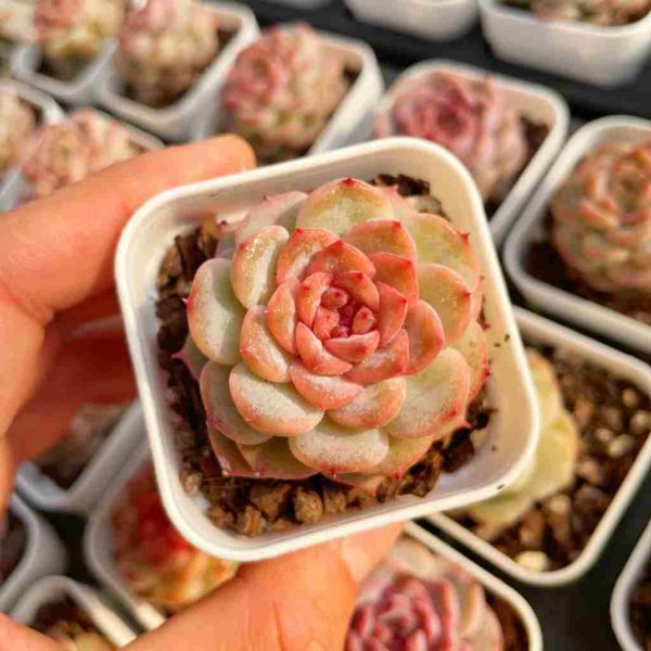 Echeveria Weixun - Image 3