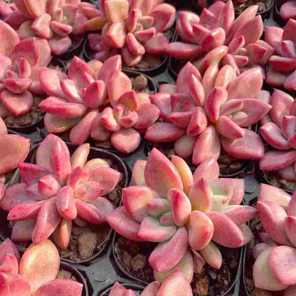 Echeveria yangmi - Image 6