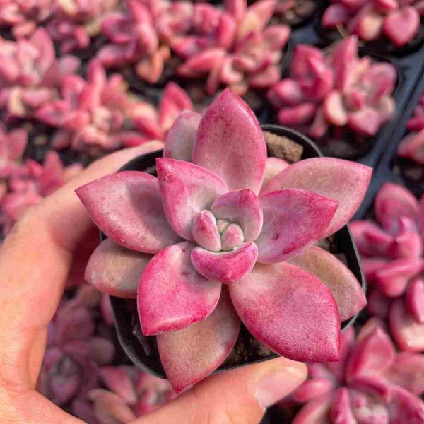 Echeveria yangmi - Image 3