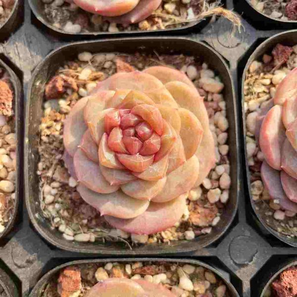 Echeveria Strawberry Bobo - Image 3