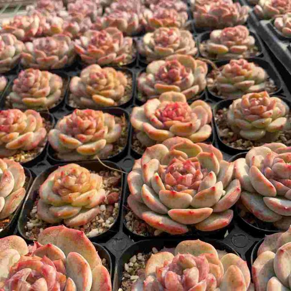 Echeveria Strawberry Bobo - Image 5