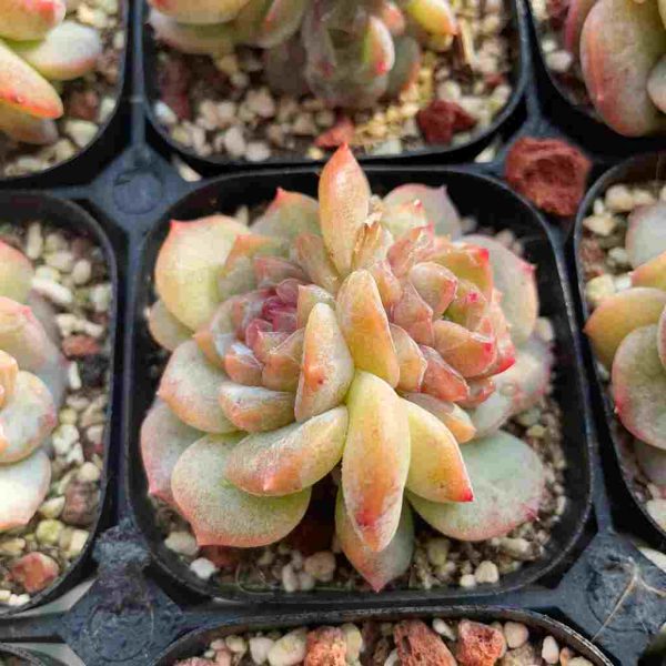 Echeveria Strawberry Bobo - Image 4