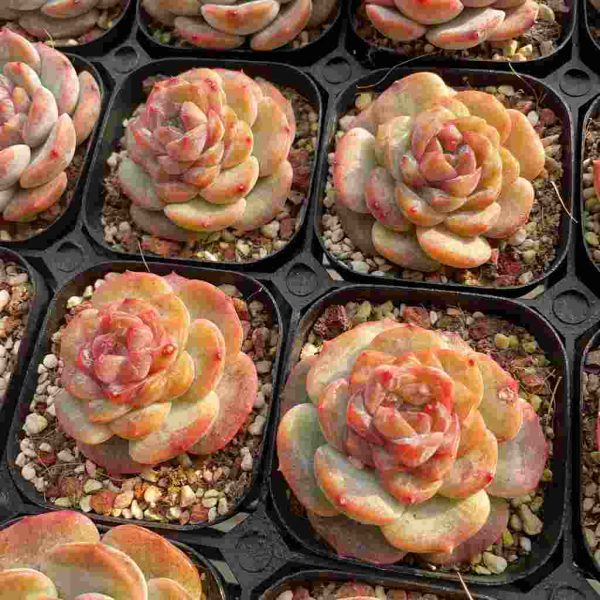 Echeveria Strawberry Bobo - Image 7