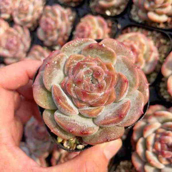 Echeveria Strawberry Bobo - Image 6