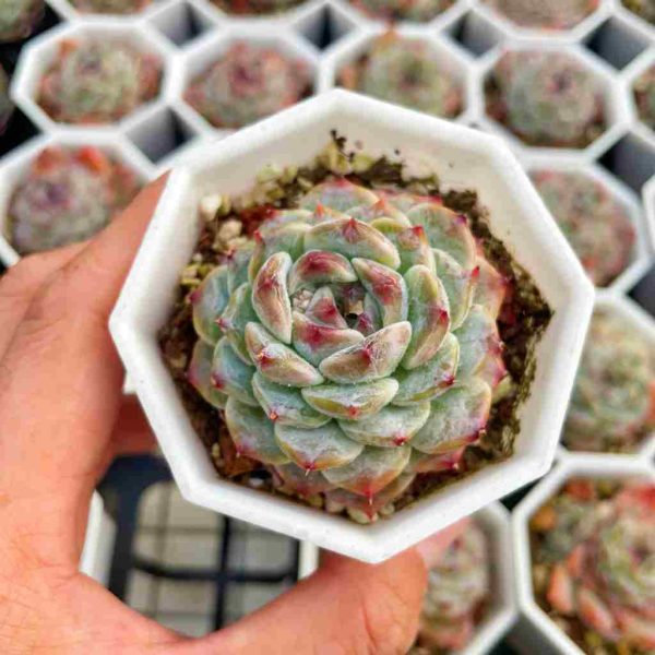 Echeveria Kohinoor - Image 3