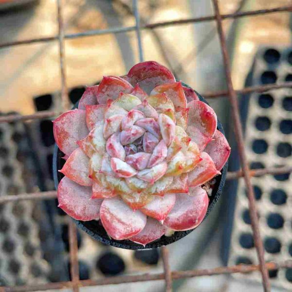 Echeveria Glazed Calyx - Image 3