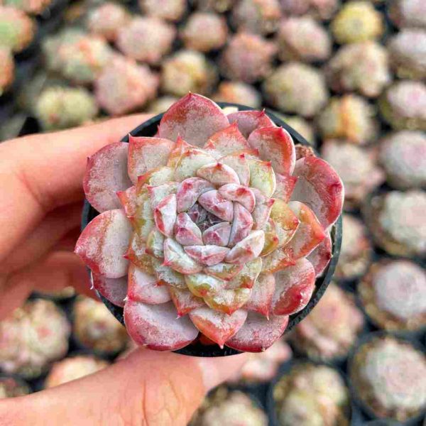 Echeveria Glazed Calyx - Image 5