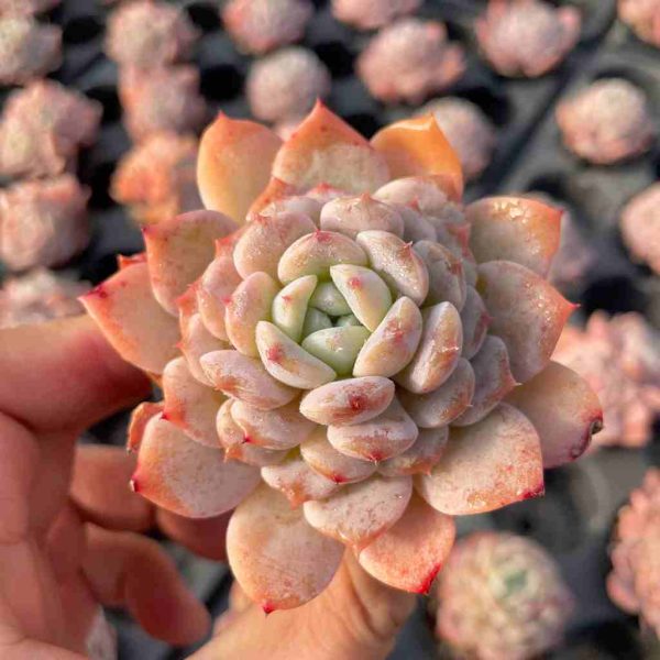 Echeveria Bingxi - Image 3