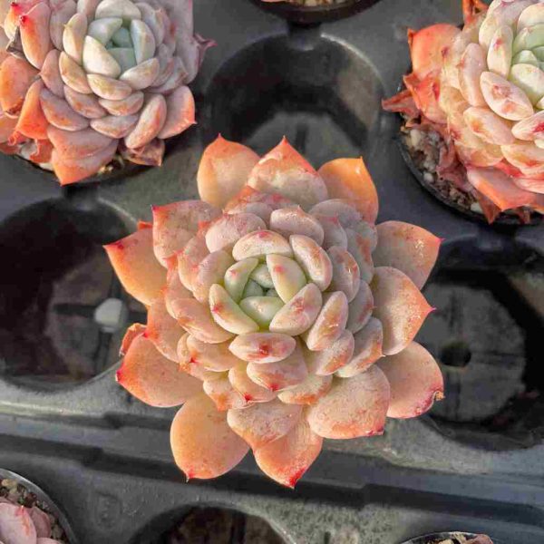 Echeveria Bingxi - Image 4