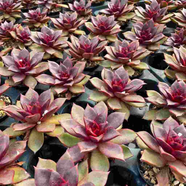 Echeveria Red Rose - Image 5