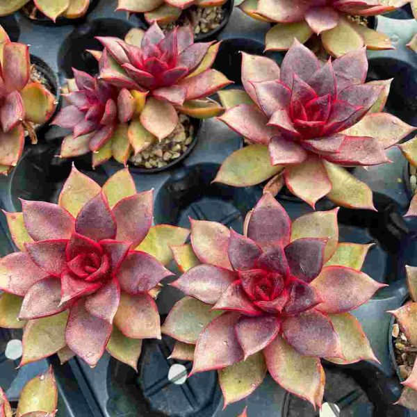 Echeveria Red Rose - Image 4