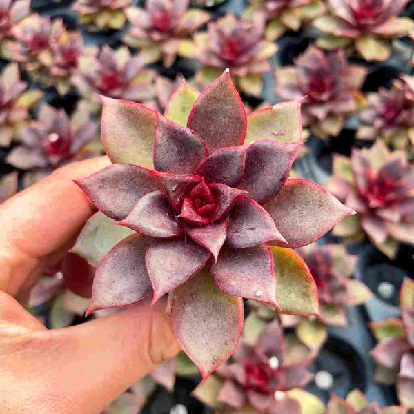 Echeveria Red Rose - Image 3