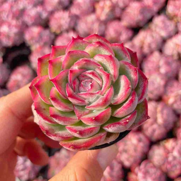 Echeveria 'silhouette' - Image 3