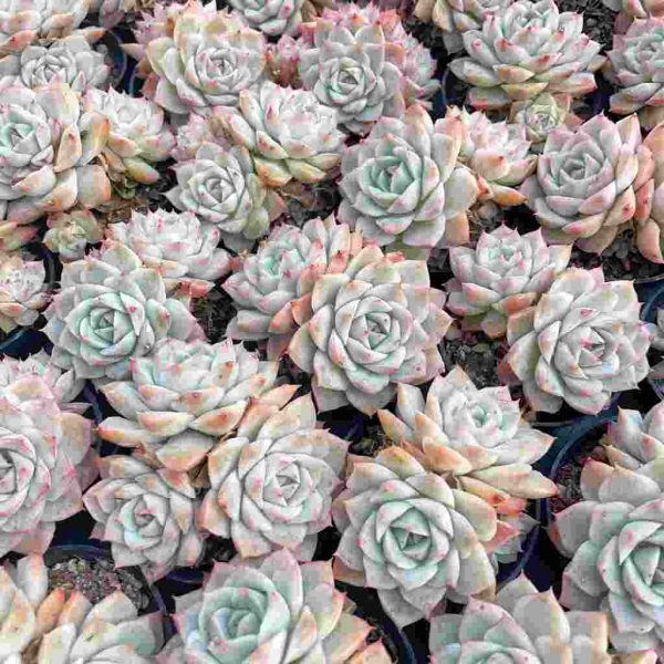 Echeveria Joe - Image 5