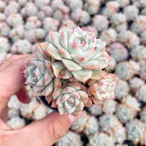 Echeveria Joe - Image 3