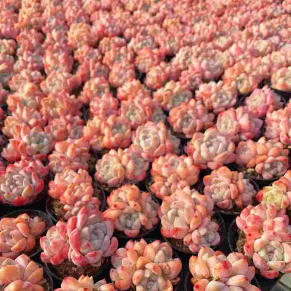 Echeveria Huangmeng - Image 4