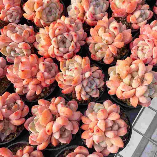 Echeveria Huangmeng - Image 6