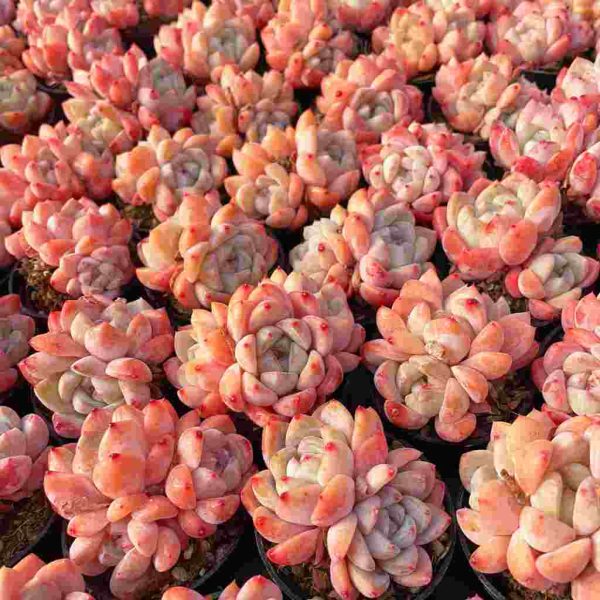 Echeveria Huangmeng - Image 5