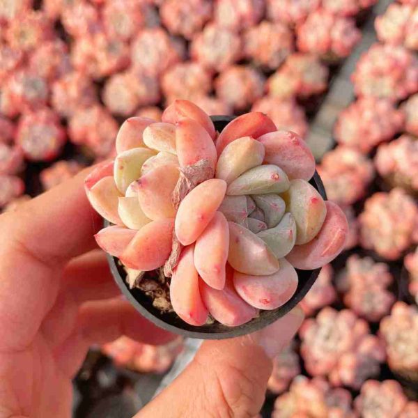 Echeveria Huangmeng - Image 3