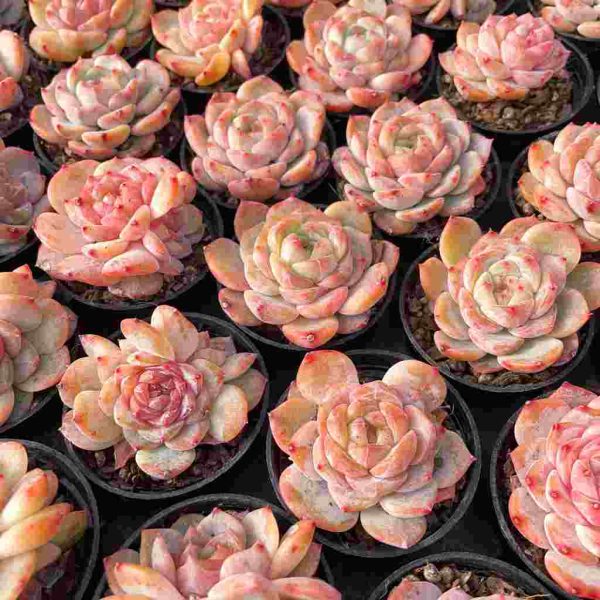 Echeveria Snow Lutos - Image 6