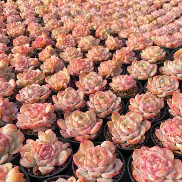 Echeveria Snow Lutos - Image 5