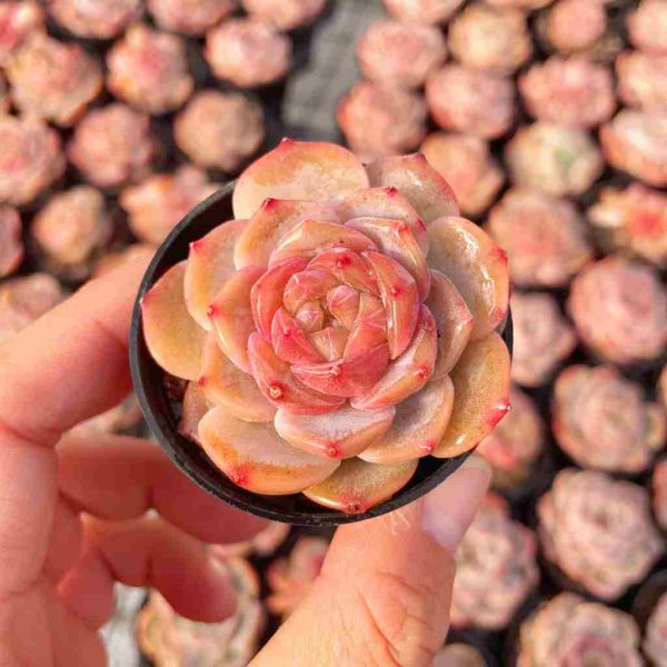 Echeveria Snow Lutos - Image 3