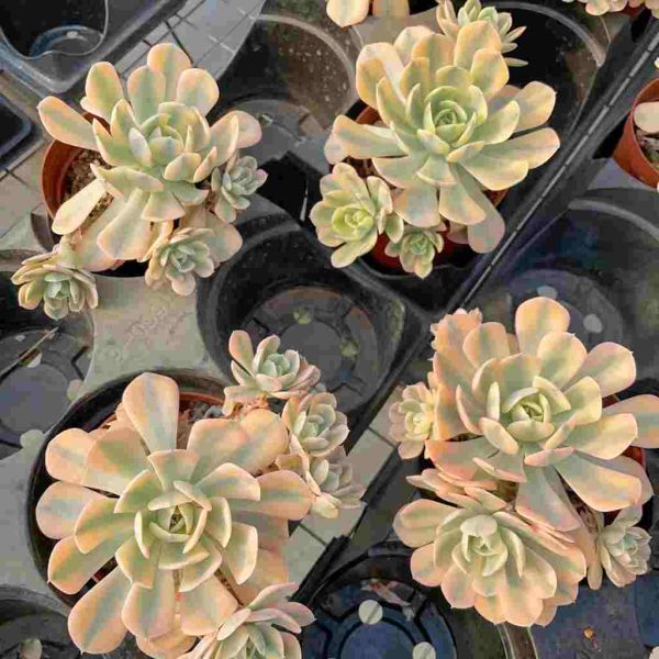 Echeveria Runyon ii f.var. - Image 4