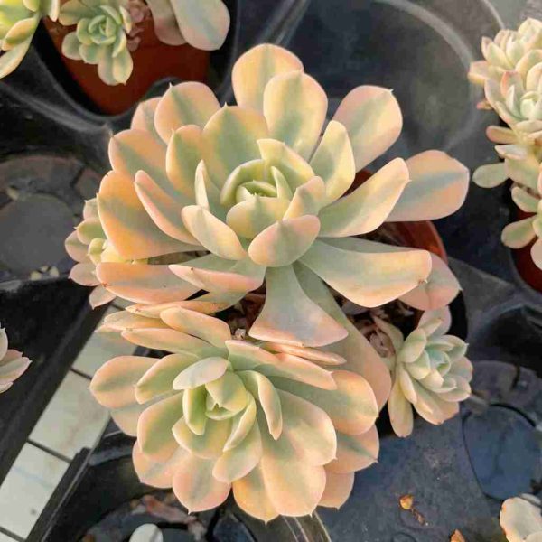 Echeveria Runyon ii f.var. - Image 3