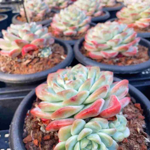 Echeveria Ice Green - Image 5