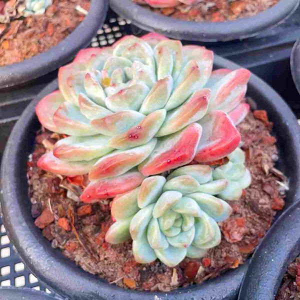 Echeveria Ice Green - Image 4