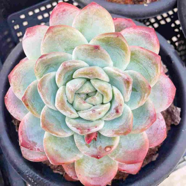 Echeveria Ice Green - Image 3