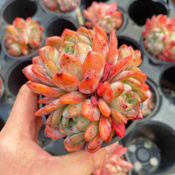 Echeveria Celebrity - Image 3