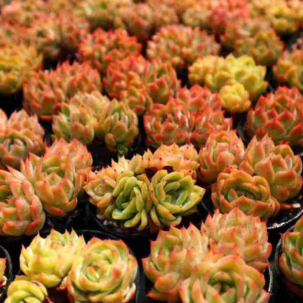 Echeveria Isolated Star - Image 6