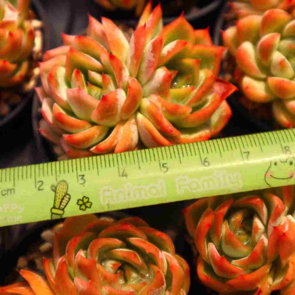 Echeveria Isolated Star - Image 5