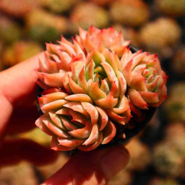 Echeveria Isolated Star - Image 2