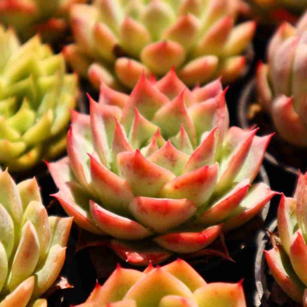 Echeveria Isolated Star - Image 4