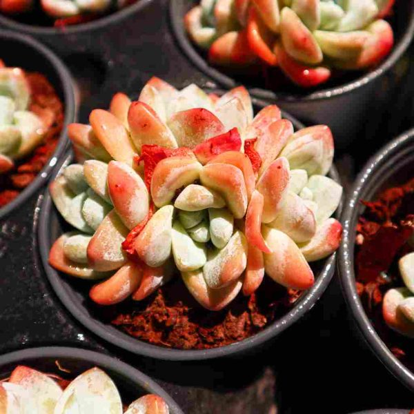 Echeveria Jade Butterfly - Image 3