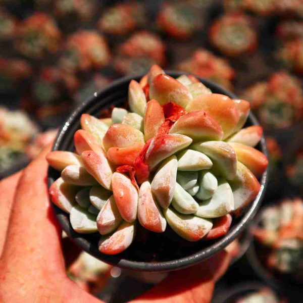 Echeveria Jade Butterfly - Image 7