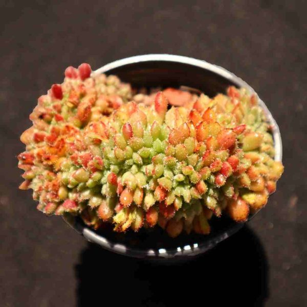 Echeveria Carrol Cristata - Image 2