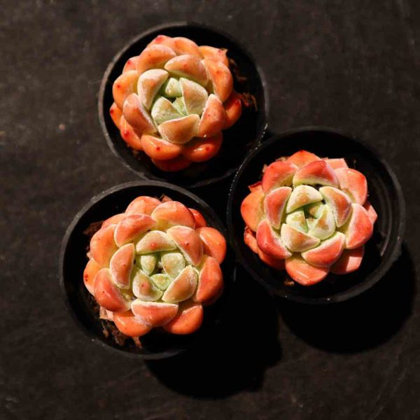 Echeveria HuanMeng - Image 2