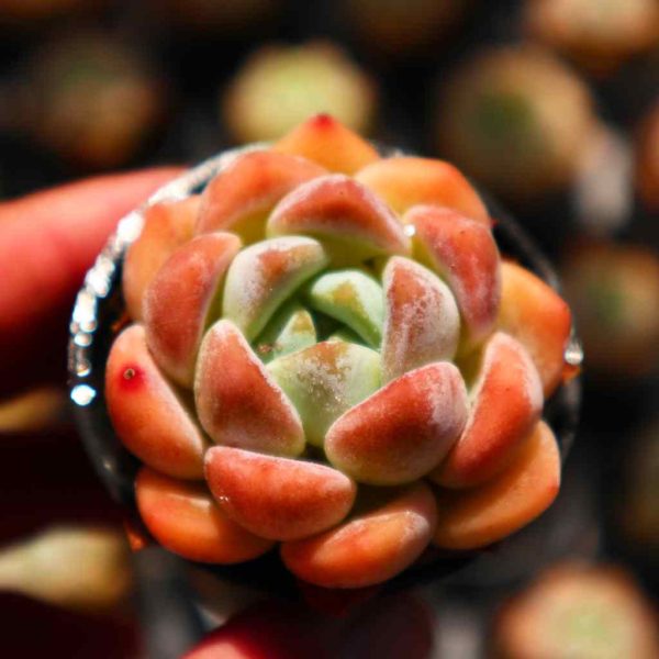 Echeveria HuanMeng - Image 3