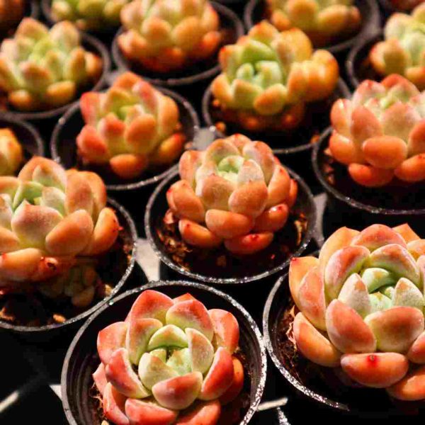 Echeveria HuanMeng - Image 6