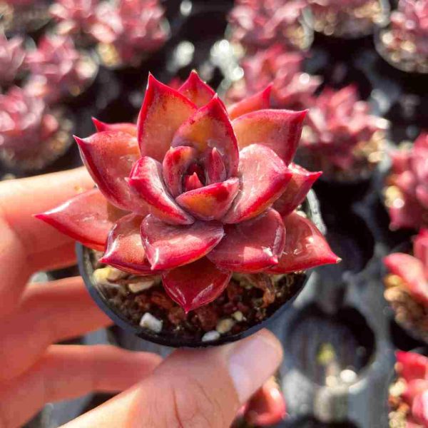 Echeveria Summer Beauty - Image 3