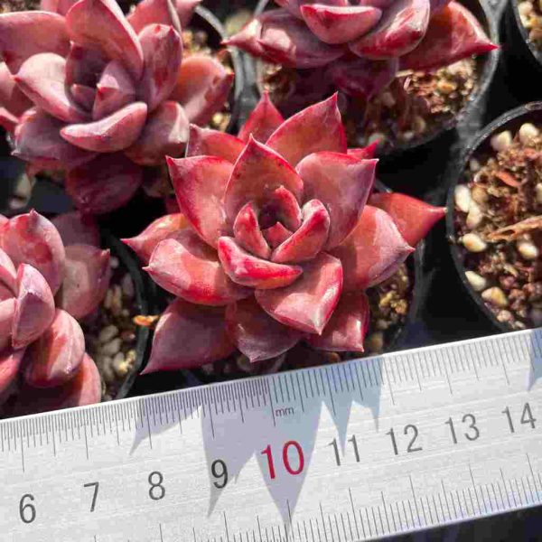 Echeveria Summer Beauty - Image 4