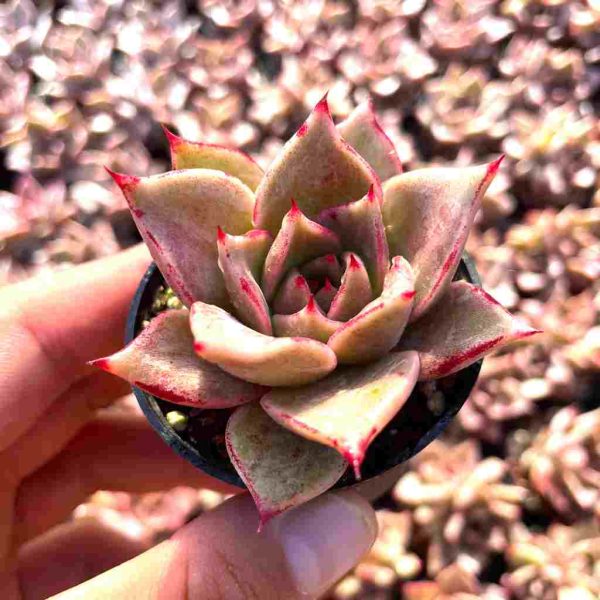 Echeveria xiari - Image 3