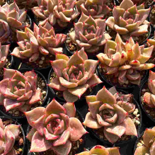 Echeveria xiari - Image 6